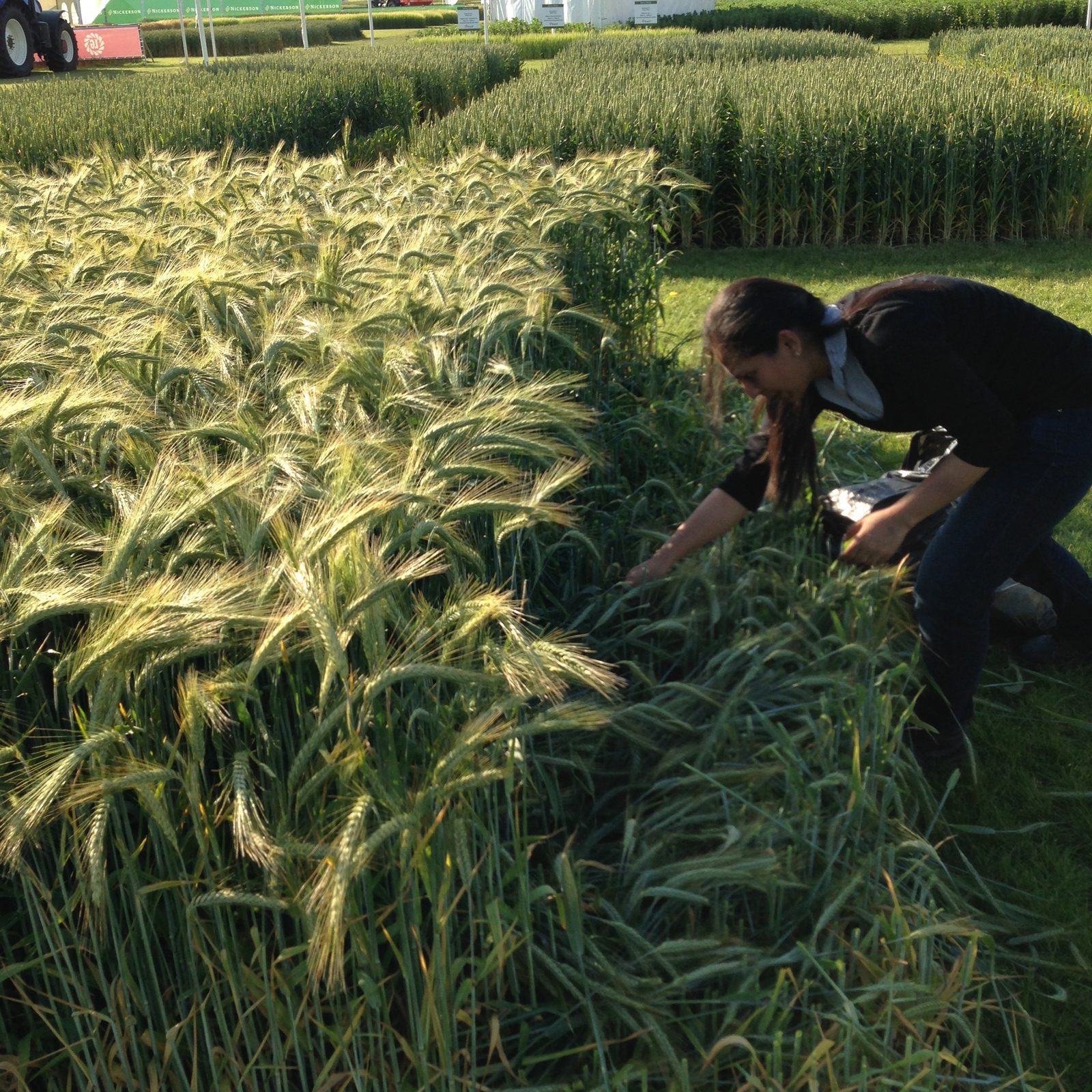 A researcher sampling a cereal crop trial in the field